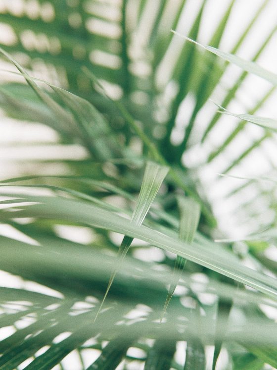 Breng het zomerse gevoel terug in huis met deze planten