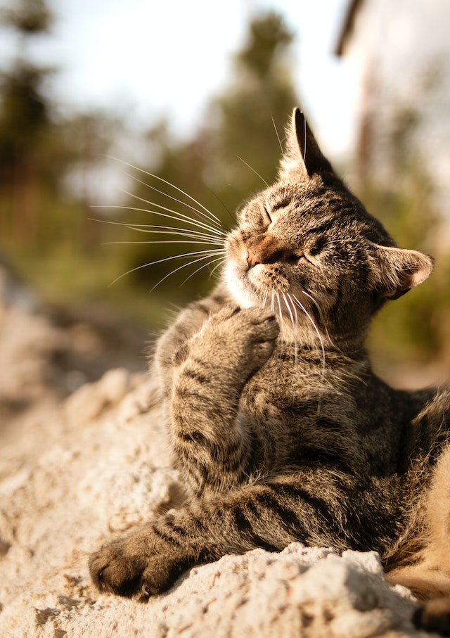 Milbemax voor katten: alles wat je moet weten