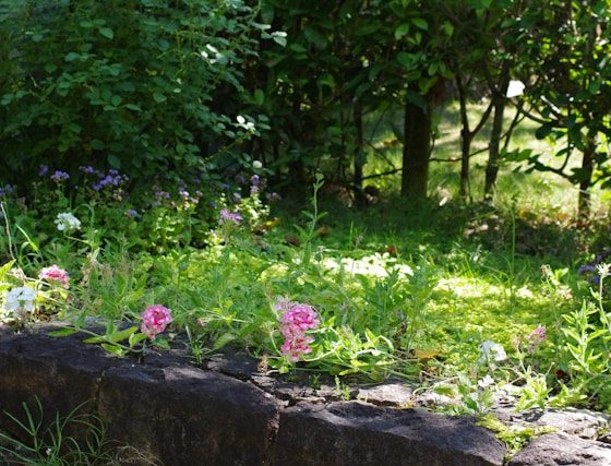 Tuinrenovatie: fris je tuin op zonder helemaal opnieuw te beginnen